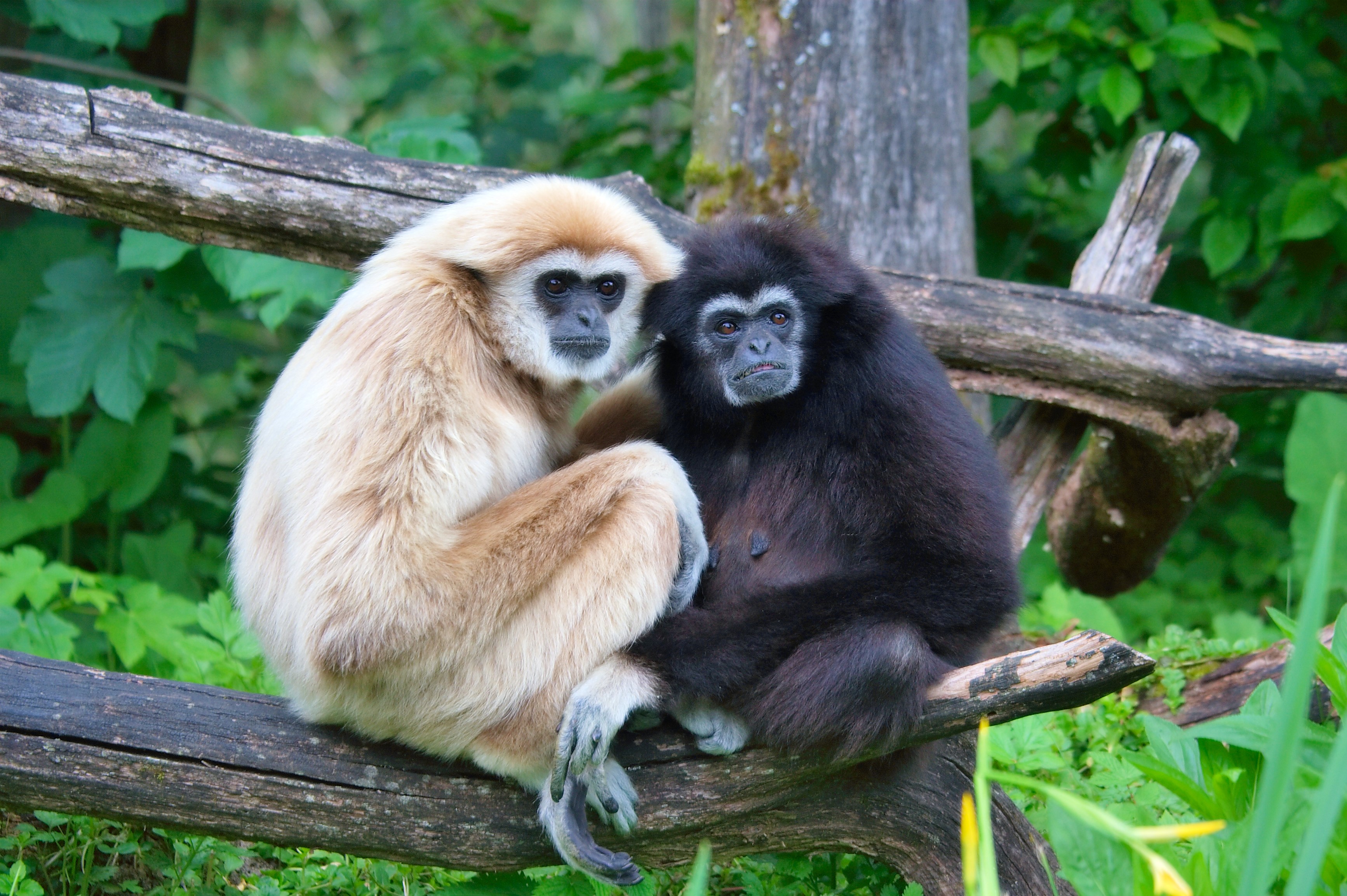  fehérkezű gibbon